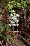 Snowy orchid